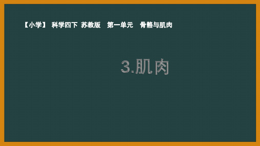 苏教版小学科学四年级下册第一单元第3课优秀PPT课件《肌肉》