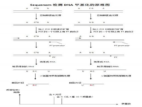 甲基化原理ppt课件