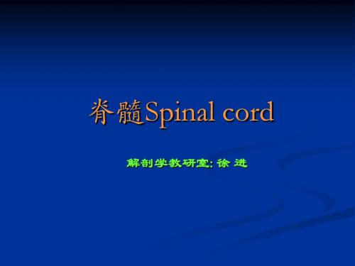 脊髓Spinal cord