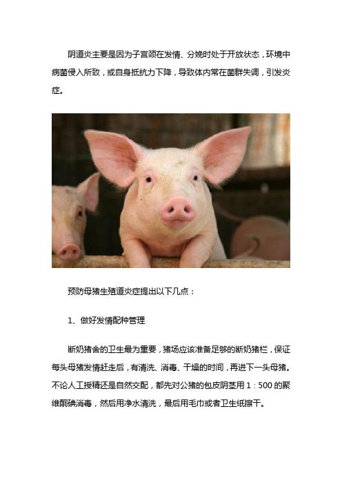 母猪阴道炎的预防与治疗