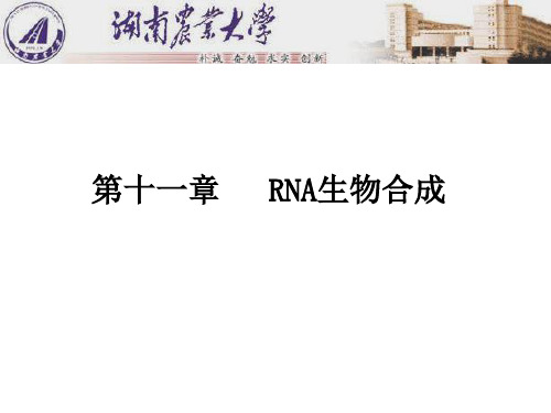 王镜岩版生化第十一章 RNA 生物合成