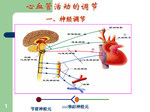 心血管系统的调节