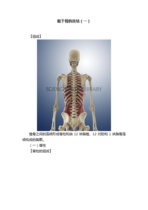 躯干骨的连结（一）