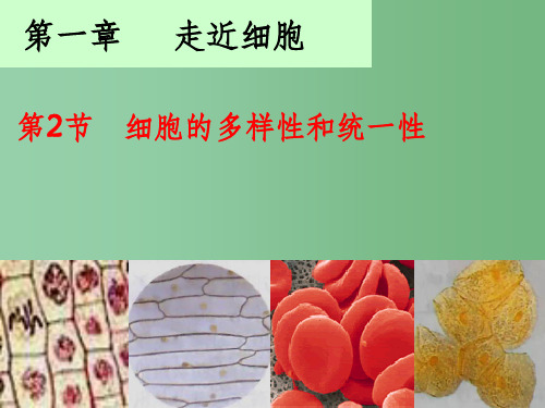 高中生物 第1章 第2节 细胞的多样性和统一性课件 新人教版必修1