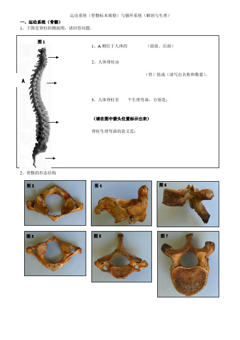 运动系统、循环系统解剖及心血管生理