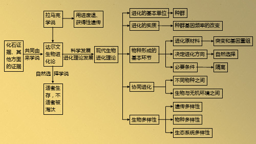 一轮复习：生物的进化