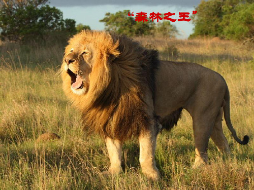 人教版三年级上册语文《狮子和鹿》