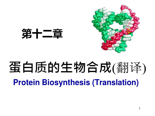 蛋白质翻译ppt课件