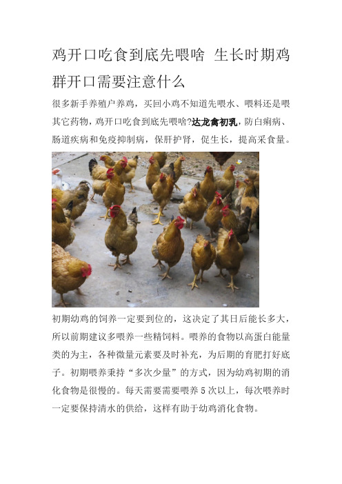 鸡开口吃食到底先喂啥生长时期鸡群开口需要注意什么