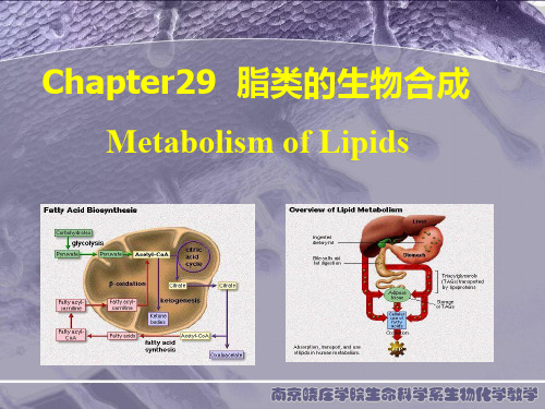 生物化学 第29章 脂类生合成