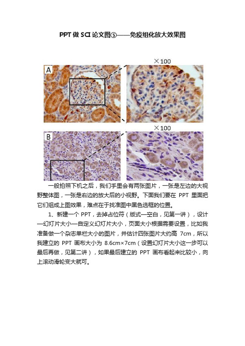 PPT做SCI论文图⑤——免疫组化放大效果图