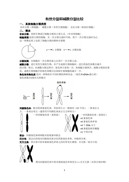 有丝分裂和减数分裂比较