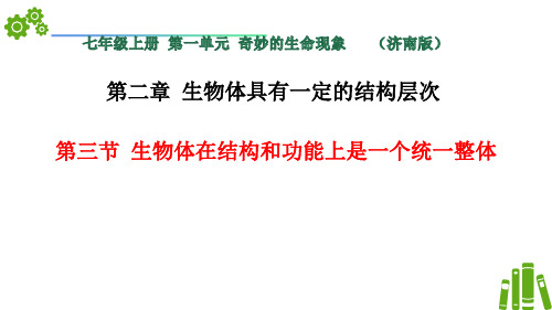 1.2.3生物体在结构和功能上是一个统一整体课件-2024--2025学年济南版生物七年级上册