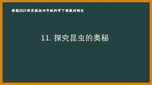 2021南京新苏教版四年级科学下册第三单元11《探究昆虫的奥秘》课件