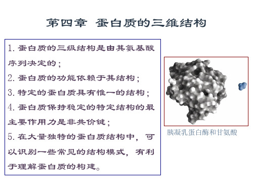 蛋白质的三维结构1.