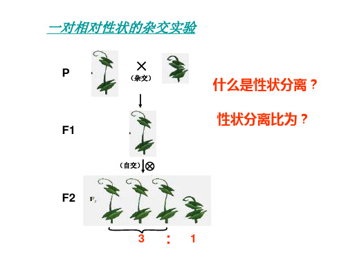 性状分离比的模拟实验