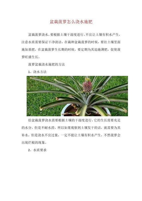 盆栽菠萝怎么浇水施肥