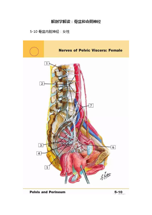 解剖学解读：骨盆和会阴神经