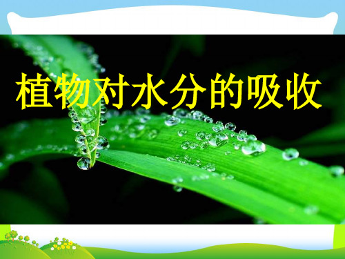 植物的水分代谢-课件
