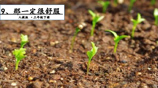 三年级上册语文课件9那一定很舒服第一课时