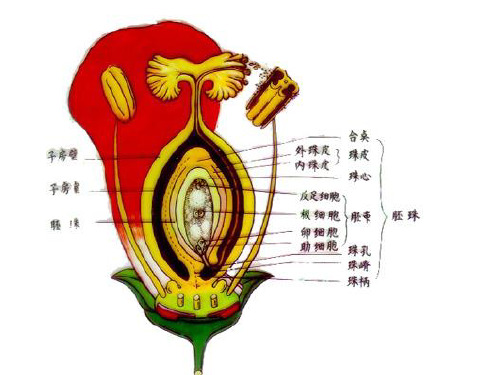 第三章  第二节  花药的发育和花粉粒的形成