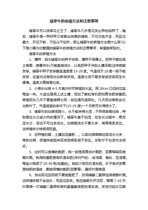 矮牵牛的养殖方法和注意事项