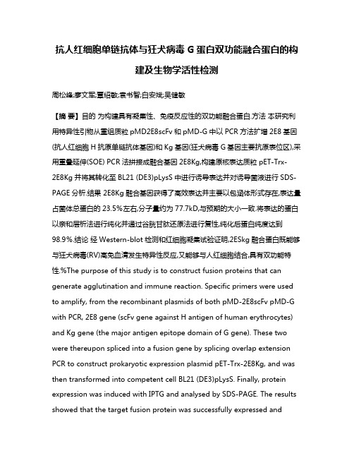 抗人红细胞单链抗体与狂犬病毒G蛋白双功能融合蛋白的构建及生物学活性检测