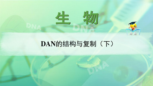 高一 生物 齐红新 必修二 第二单元 遗传的分子基础 第三讲 DNA的结构和复制(下)33