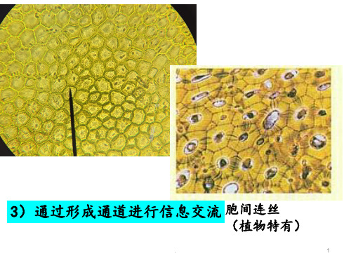 第3章2节细胞质PPT课件