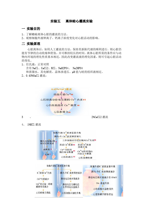 离体蛙心灌流实验