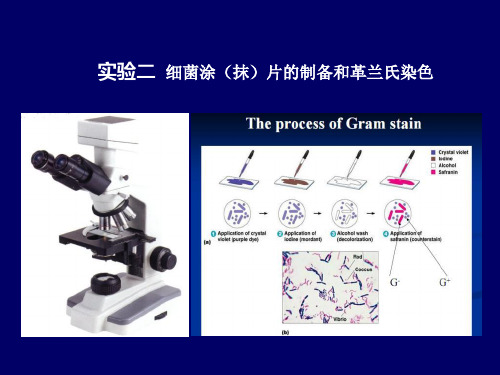 实验二：细菌涂片的制备和染色镜检1