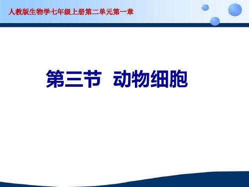 人教版七年级上册生物2.1.3动物细胞说课(共张PPT)