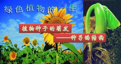 第一节植物种子的萌发种子的结构课件(苏教版)