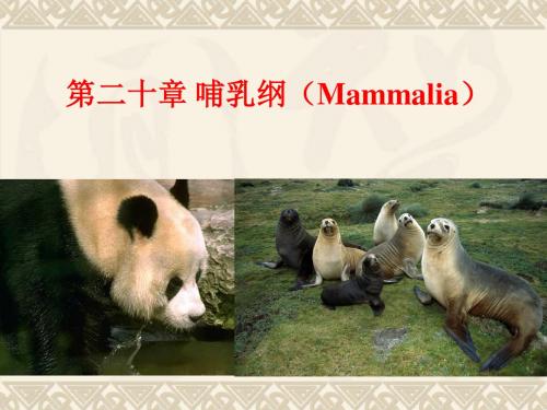 第二十章哺乳纲Mammalia