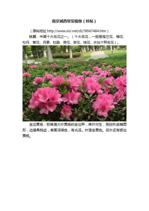 南京城西常见植物（转帖）