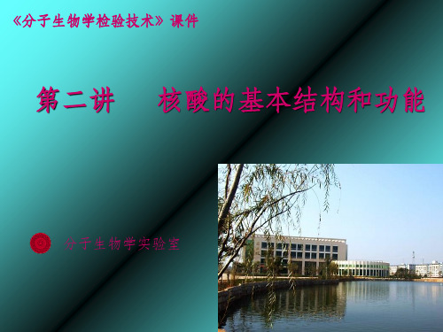 分子生物学检验技术核酸的基本结构和功能ppt课件