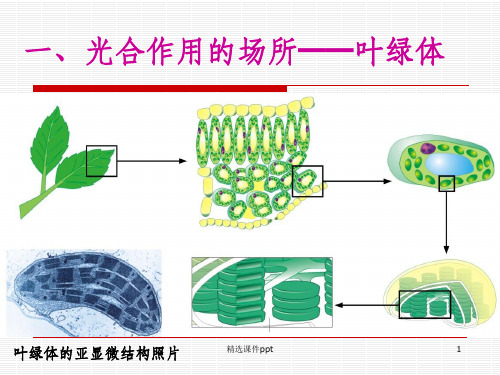 《光合作用过程》PPT课件