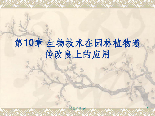 园林植物花卉育种学ppt课件第10章 生物技术在园林植物育种遗传改良上的应用