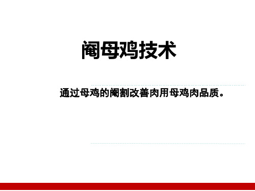 阉母鸡技术