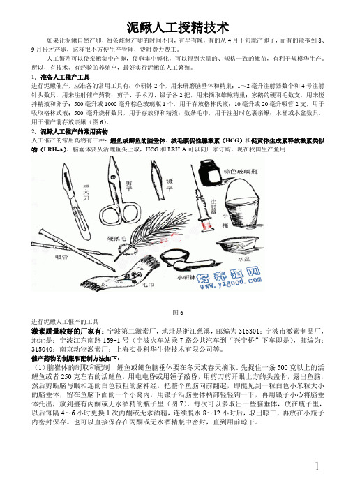 泥鳅人工授精技术