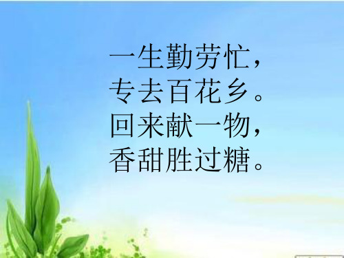14《蜜蜂》公开课课件