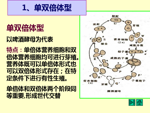 基础微生物学课件13酵母菌