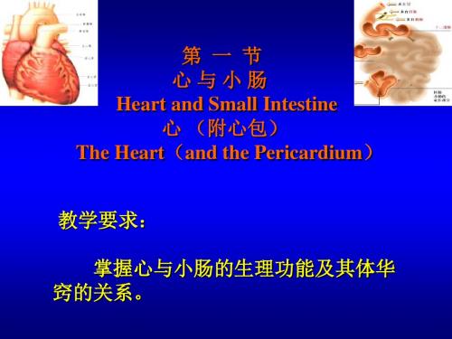 《心与小肠》PPT课件-精品文档