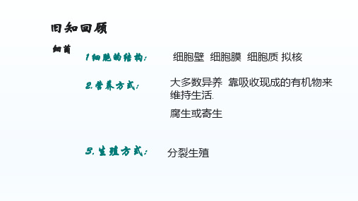 冀少版八年级生物上册：5.2.1 酵母菌和霉菌  课件(共26张PPT)