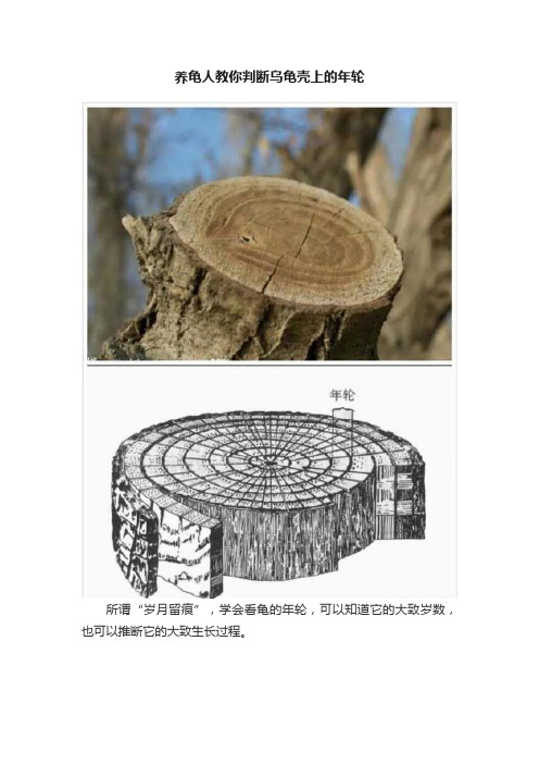 养龟人教你判断乌龟壳上的年轮