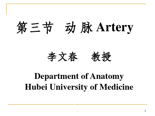 《系统解剖学》教学资料 动脉