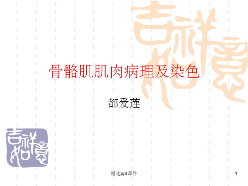 骨骼肌肌肉病理及染色