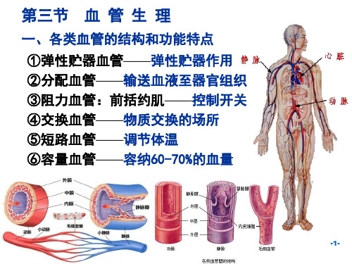 生理学PPT课件 血 管 生 理