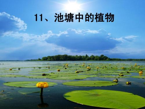 池塘中的植物