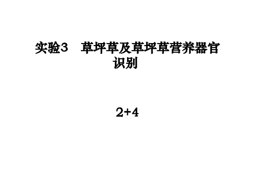 实验3草坪草及草坪草营养器官识别